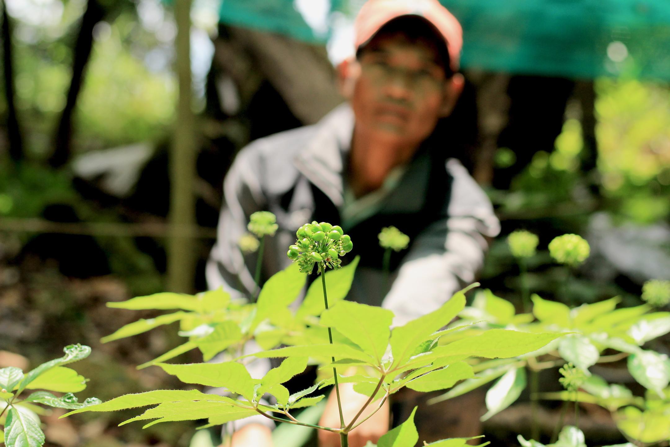 tinh-tuy-dai-ngan-sam-ngoc-linh-k5-tot-co-nao